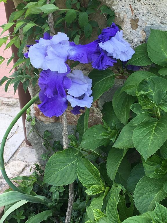 Il Mugello B&B Vicchio Exteriér fotografie